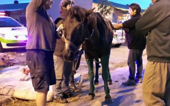 Una yegua fue rescatada en Virreyes con la ayuda de Protección Ciudadana y Defensa Civil