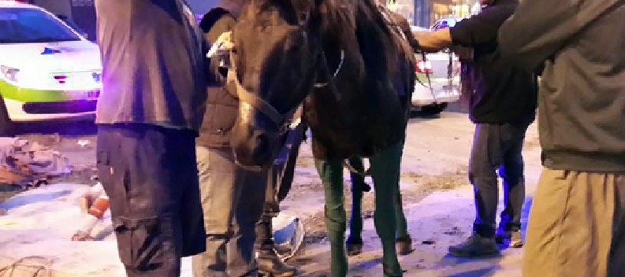 Una yegua fue rescatada en Virreyes con la ayuda de Protección Ciudadana y Defensa Civil