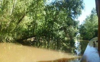 Que el árbol no tape el río