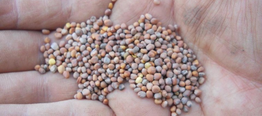 En Sabe la Tierra entregarán Kit de Huerta y brindarán un taller gratuito