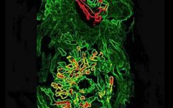 “Arte Correo” y “Teatro Popular Isleño”, este sábado en el Museo de la Ciudad