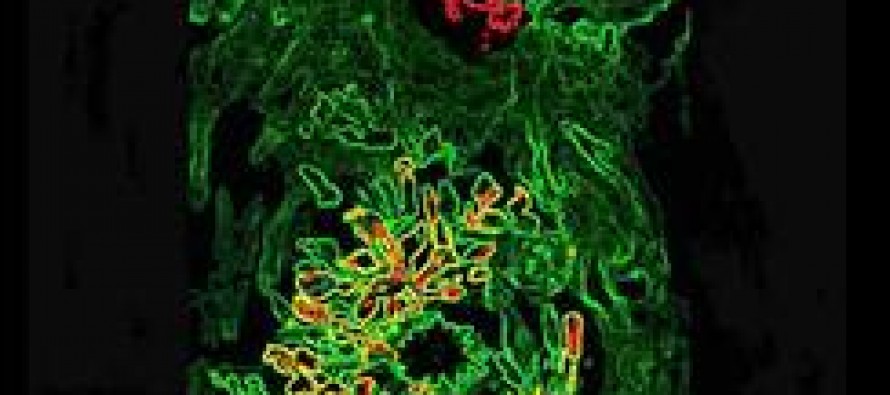 “Arte Correo” y “Teatro Popular Isleño”, este sábado en el Museo de la Ciudad