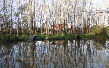 Voz marrón (Pablo Chihade)