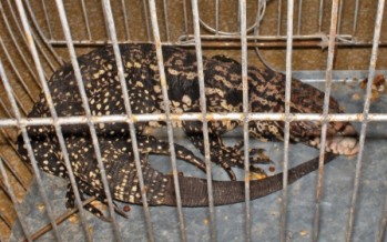 Rescatan 20 aves y un lagarto en las primeras intervenciones por control de fauna silvestre