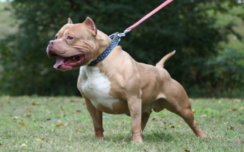 Una nena de 9 años fue gravemente herida por un perro de raza Pitbull
