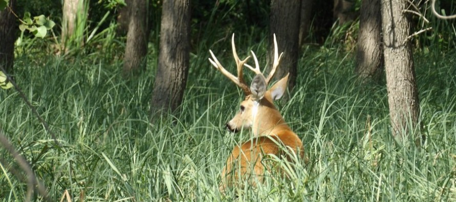 Investigadores del INTA Delta y Conicet realizaron taller para conservar población de ciervo de los pantanos