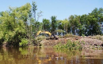 Nuevos cuestionamientos por el desmonte en las riberas del río Luján