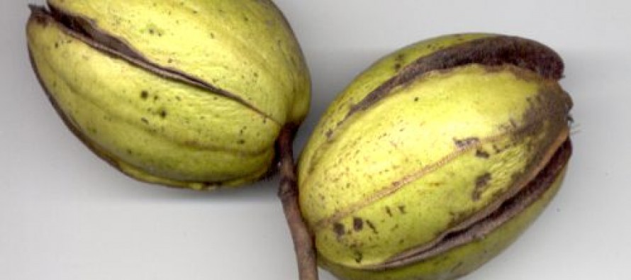 Presentan la primera base de datos sobre nuez pecán