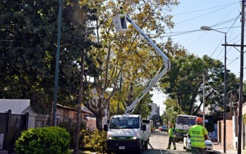 Se está llevando a cabo el Plan Integral de Poda