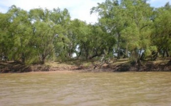 Preocupación por la continuidad de la Biósfera Delta del Paraná