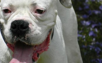 Capacitan a operadores judiciales en derecho animal