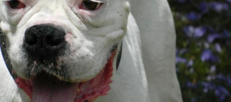 Capacitan a operadores judiciales en derecho animal