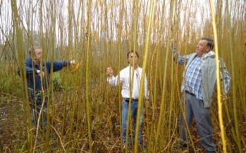El mimbre toma impulso en el Delta