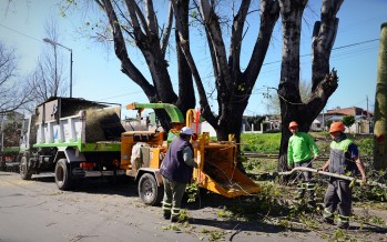 Avanza el plan de poda de árboles