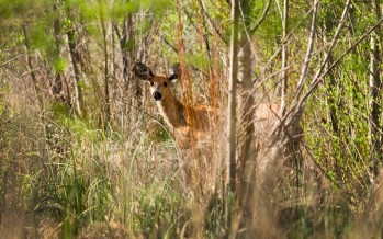 El Bambi del humedal