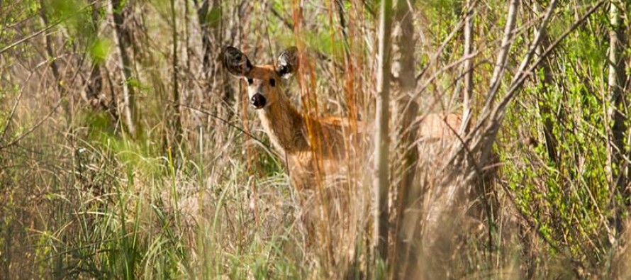 Proyecto Pantano: al rescate de un raro ciervo anfibio que habita en el Delta