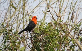 Biodiversidad en el Delta: detectan un nuevo pejerrey
