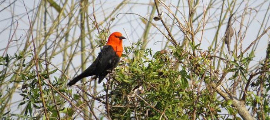 Biodiversidad en el Delta: detectan un nuevo pejerrey