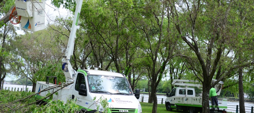 Mantenimiento de árboles en el Polideportivo N° 3