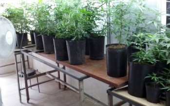 Cultivaban marihuana y la distribuian en Capital, Vicente López, San Fernando y Tigre