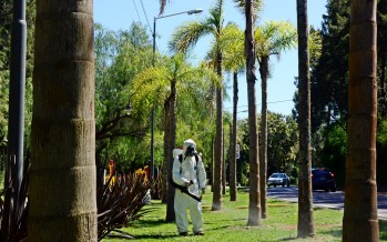 Se puso en marcha el Programa de Prevención del Dengue