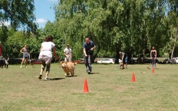 La experiencia del programa de Tenencia Responsable fue compartida con veterinarios de la provincia