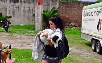 Zoonosis: balance del 2015 y lugares donde funcionará el Quirófano Móvil esta semana