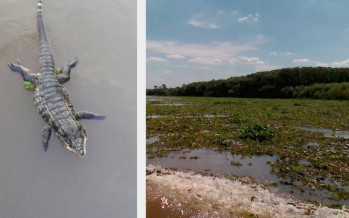 Invasión de camalotes y presencia de yacarés en el Delta