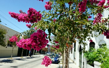 Avanza el Plan de Forestación en esquinas, arterias principales y avenidas