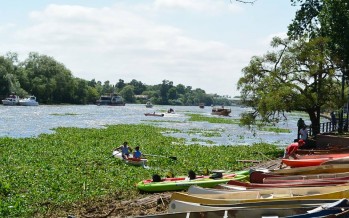 Por los camalotes y la bajante del Río de la Plata, podría faltar agua