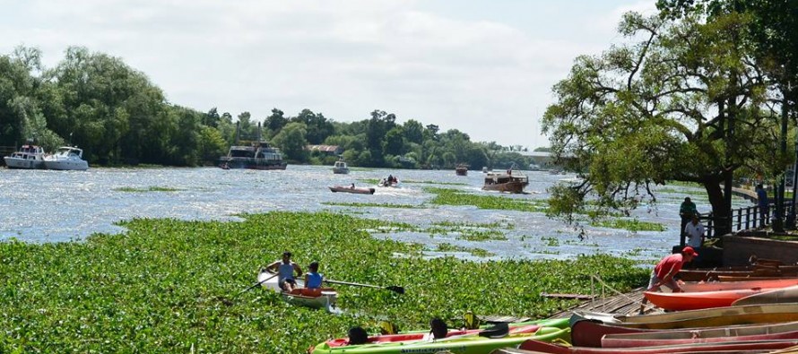 Por los camalotes y la bajante del Río de la Plata, podría faltar agua