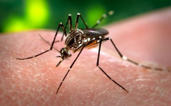 Hay alerta sanitaria en la provincia por 27 casos de dengue