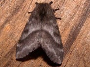 Alerta por invasión de polillas negras