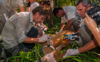 El Proyecto Pantano sumó un nuevo ciervo con GPS