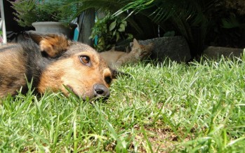 Las claves para cuidar a las mascotas en las fiestas