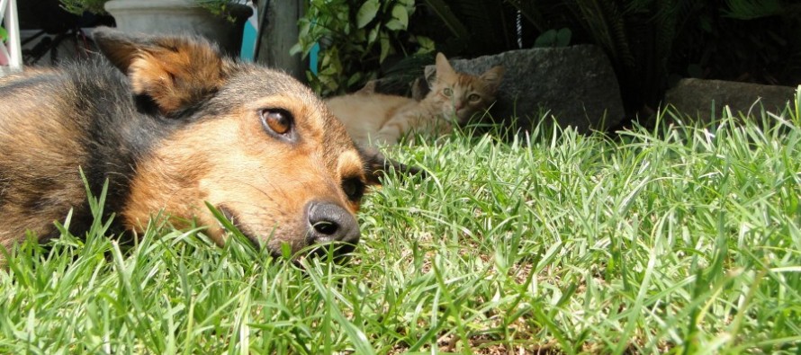 Las claves para cuidar a las mascotas en las fiestas