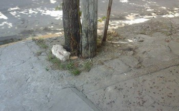 Periodismo ciudadano: un poste de luz en Madero al 2100 «sostenido por dos ramitas»