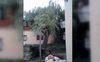 Se cayó un árbol en Sarmiento entre Urcola y Entre Ríos