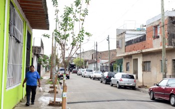 Continúa el ‘Plan de Forestación’