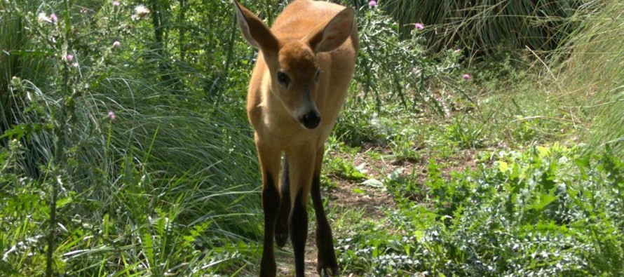 Valiente, un ciervito de los pantanos, vuelve a casa