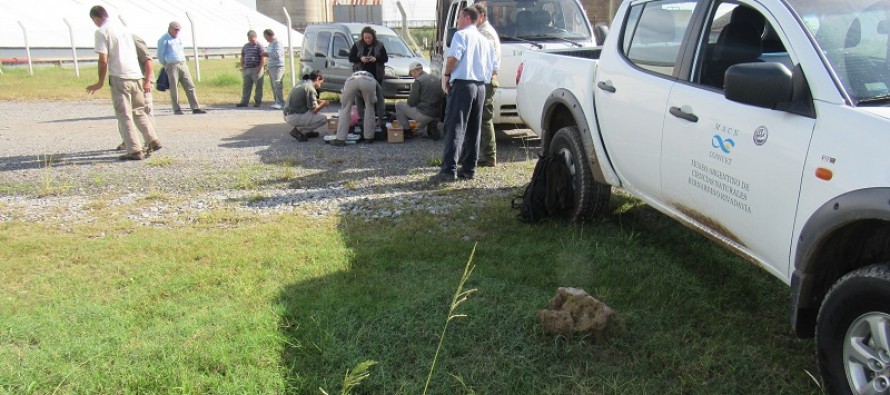 Durante la inundación rescatan familia de ciervo de los pantanos