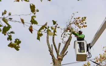 Comenzó la temporada de poda y el servicio es gratuito