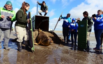 Liberaron en San Clemente al elefante marino que habían rescatado en el Delta