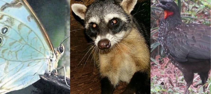 Cambio climático: cientos de especies se mudaron al Delta y al Río de la Plata