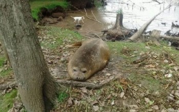 Un elefante marino fue rescatado del Arroyo Toledo donde había quedado varado