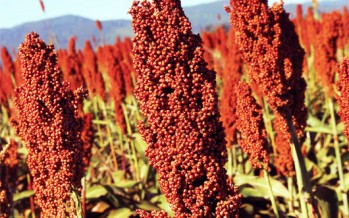 Desarrollan en Chaco harina y cerveza para celíacos a partir del sorgo colorado