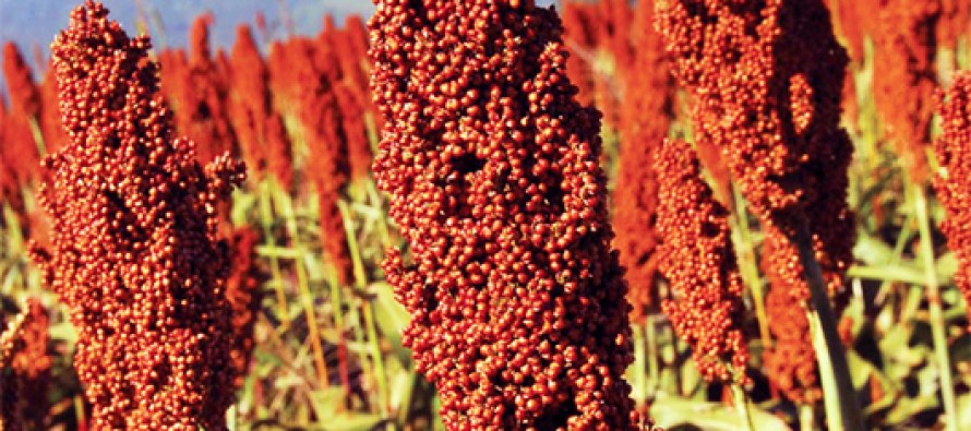 Desarrollan en Chaco harina y cerveza para celíacos a partir del sorgo colorado