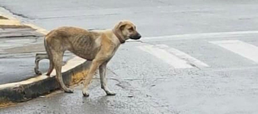 Llamado a la solidaridad: “Buscamos a Lula”