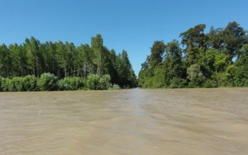 Encontraron altos niveles de glifosato en la cuenca del Río Paraná