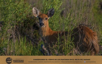Proyecto Pantano comenzó una campaña de concientización sobre el ciervo del Delta